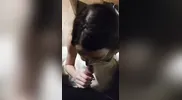 Homewrecker Sucks Fucks and takes Facial in the Wedding Dress his Wife wore